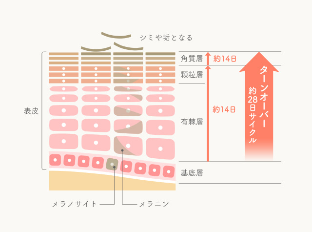 Point01 肌のターンオーバーの正常化